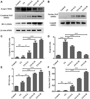 Glycyl-L-histidyl-L-lysine-Cu2+ attenuates cigarette smoke-induced pulmonary emphysema and inflammation by reducing oxidative stress pathway